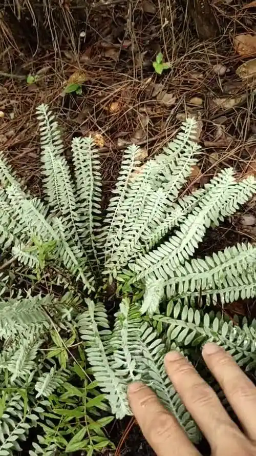 这么漂亮的六月霜今天有缘再见到真是高兴它的药用价值极高有多少朋友