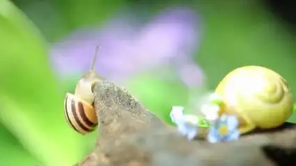 19.苗一班《蜗牛的梦想》