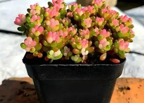 彩色浆果锦多肉怎么养成老桩养殖方法和注意事项