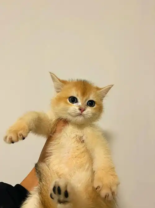 (长沙)出12色金渐层弟弟 ny 捡漏价