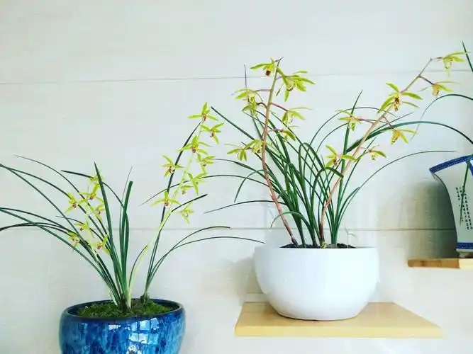 喜欢上了兰花,山上大多是春兰,九头兰,虽不是很有名的品种