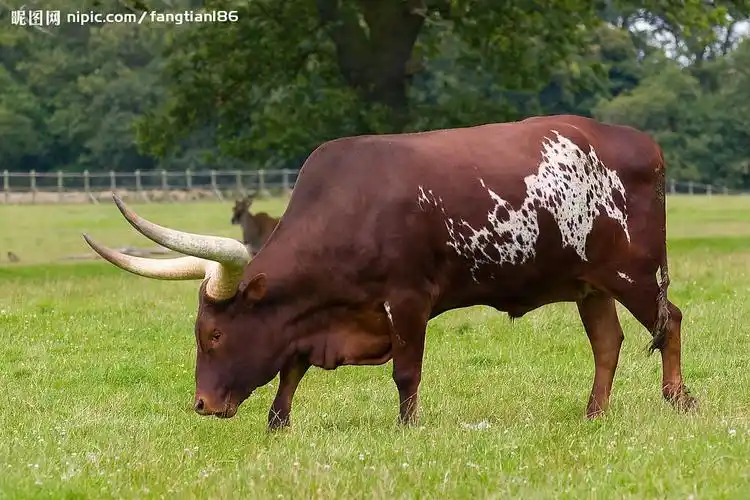 早起的牛有好草吃图片