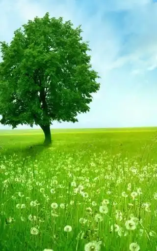 清新嫩绿的自然美景