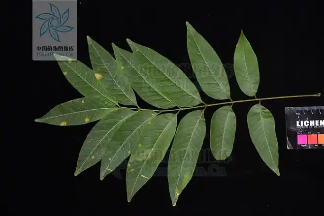 无患子叶片
