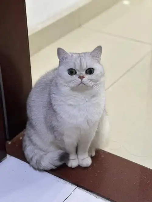 大家猜猜是胖公猫还是胖母猫呢####英短银渐层  #吸猫  #我家宠物好