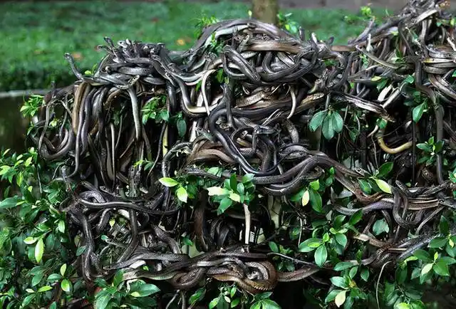 巴西蛇岛每平方米1条蛇,岛上毒蛇比陆地近亲毒5倍,成为人类禁地