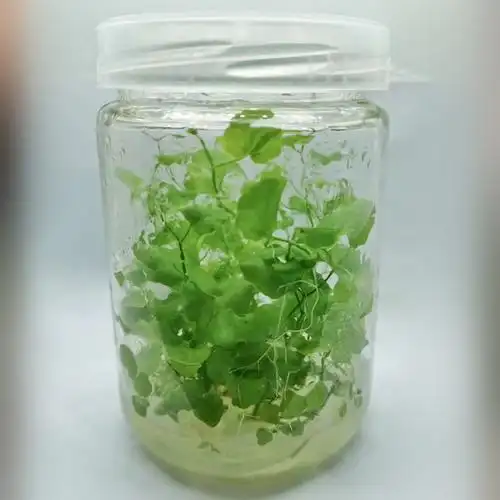 蝴蝶兰组培瓶价格