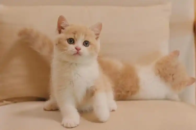 最治愈的小猫咪是英短乳白