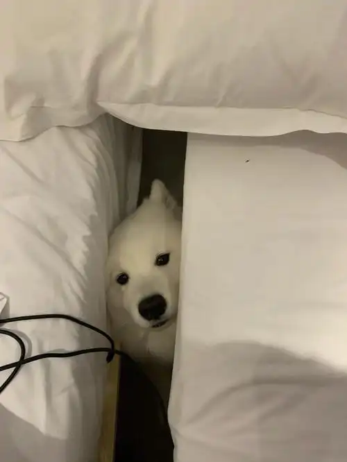 电视看一半感觉床缝里有声音然后我的人眼就对上了