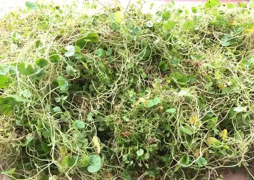 金钱草四川正宗野生小叶金钱草干化结石茶化石草马蹄金250g包邮