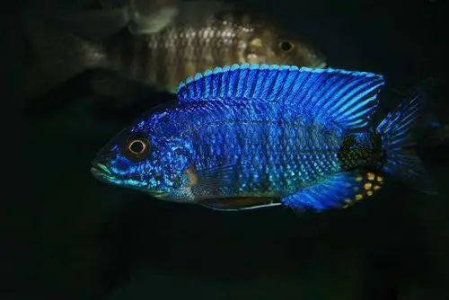 孔雀台系进口三湖慈鲷马雕孔雀类雀类蓝钻观赏鱼鱼