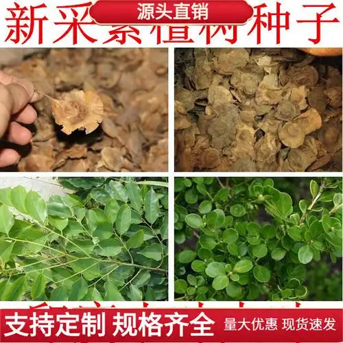 印度小叶紫檀种子 羽叶檀 青龙木 黄柏木 檀香树种子 名贵木材籽