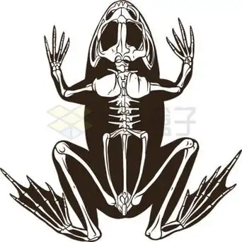 青蛙蟾蜍骨骼图案5715377矢量图片免抠素材