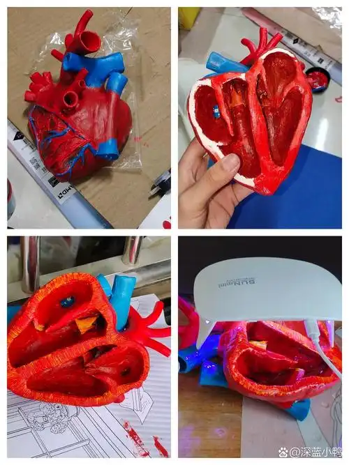生物教具|心脏模型教程