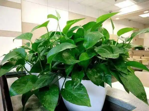 绿萝养在哪里合适?不看你就亏大了!原来家居效果图里都是真的_种植_植