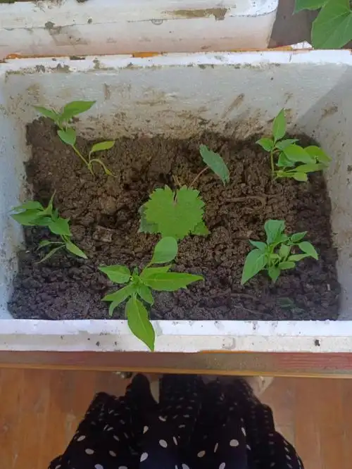 办公室也是可以种菜养植物的哦