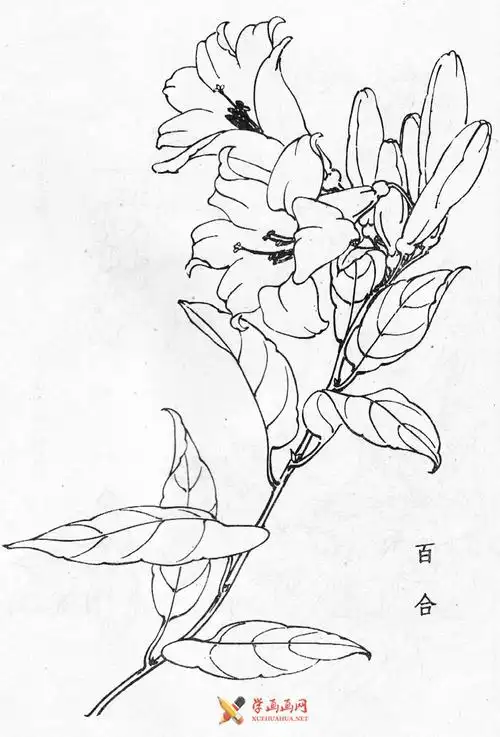 白描花卉图片20幅-露西学画画