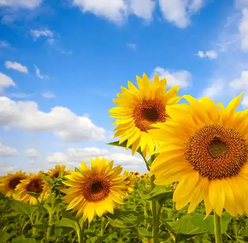 天空下盛开的向日葵