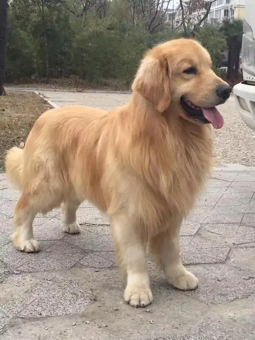 纯种金毛的多少钱,哪里有金毛出售金毛便宜价格