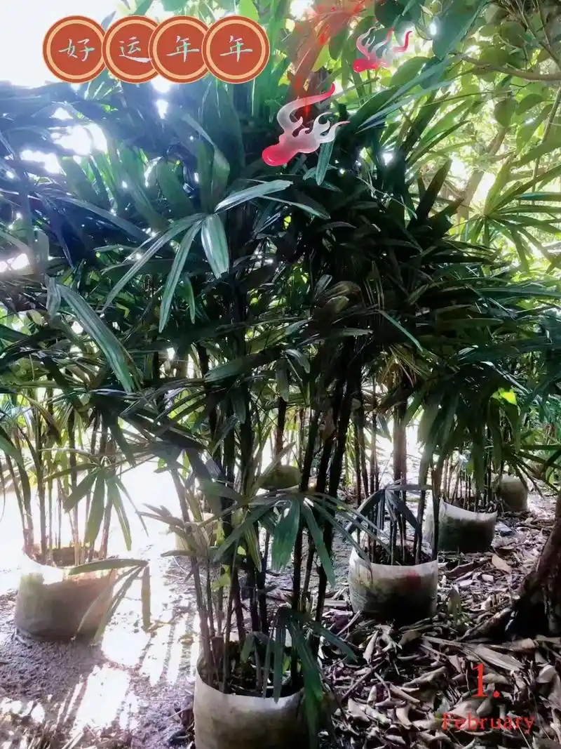 大叶棕竹.#图文热搜词创作任务 大叶棕竹,又称棕竹子,是一种 - 抖音