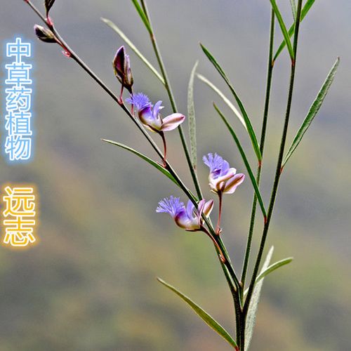 远志种子种苗东北野生中草药植物细叶根苗观赏盆栽地栽南北方易活