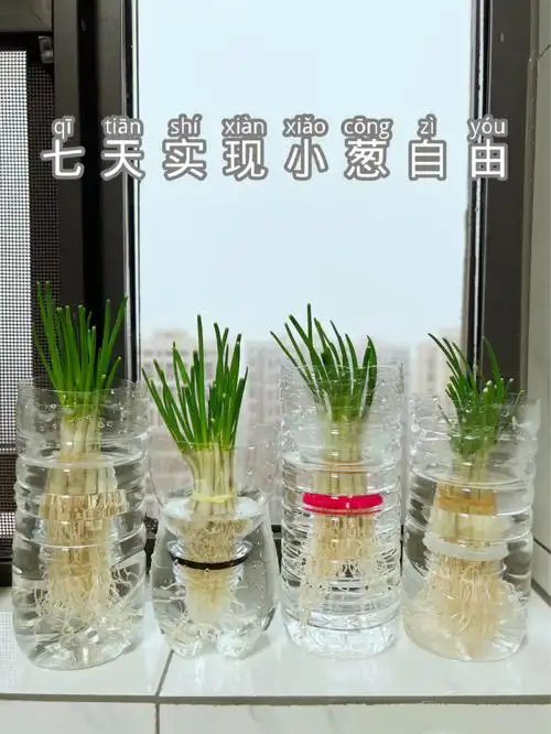 超简单的水培小葱,随取随用,不会浪费!