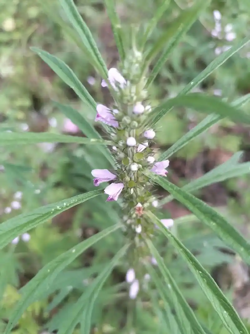 手工益母草膏.从种植,采摘,晒制,切断,大火煎煮,小火慢熬, - 抖音