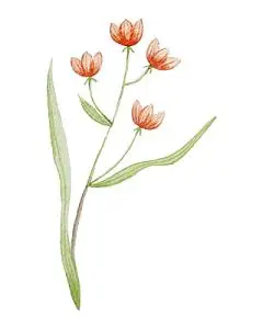 小清新花卉高清图片