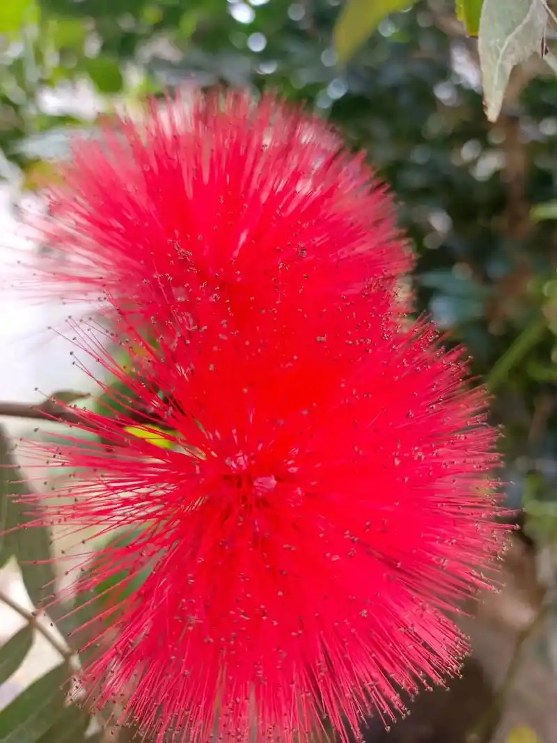 随拍分享红色合欢花祝大家团团圆圆红红火火过大年