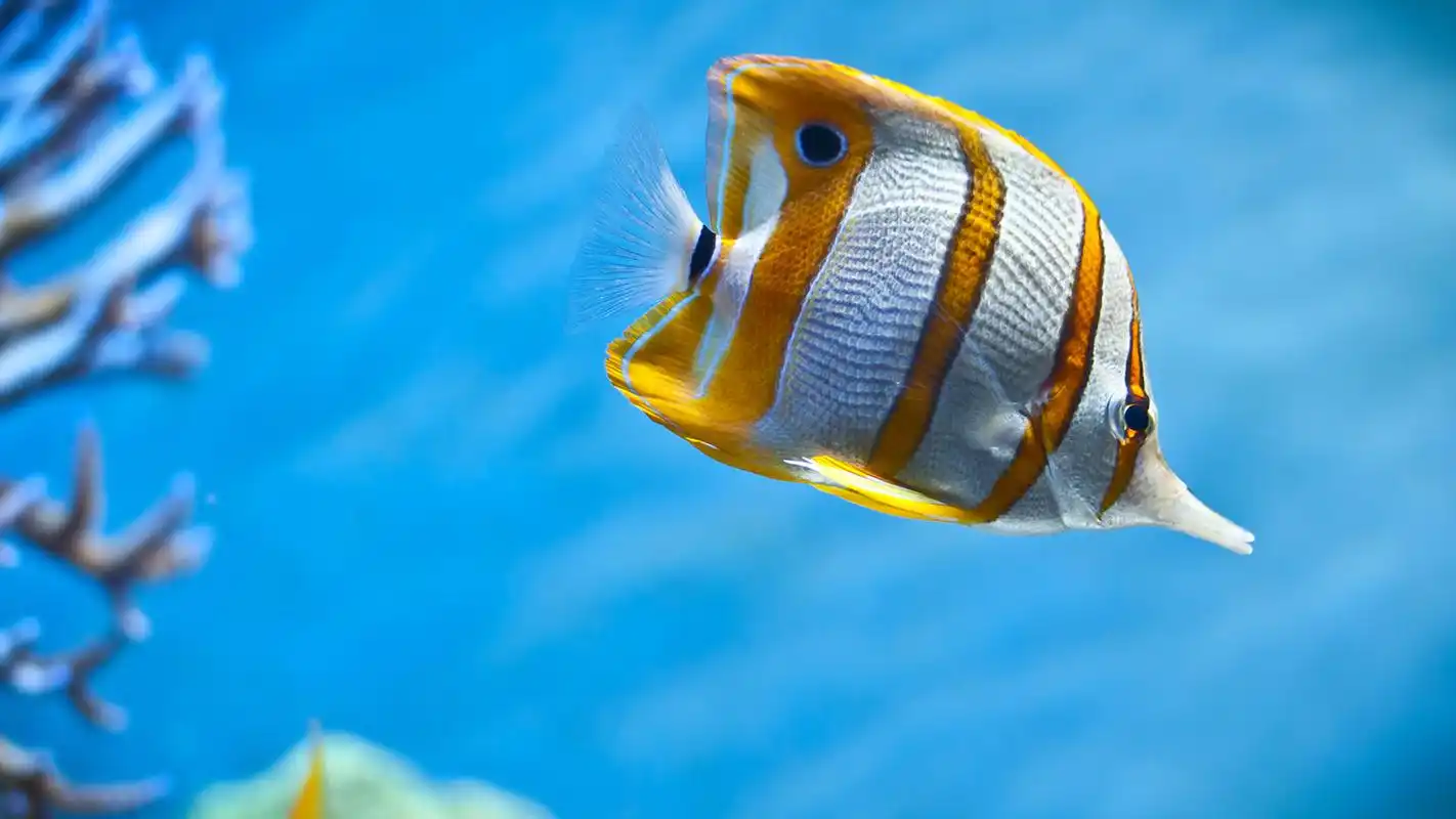 你向往着海底这美丽神奇的景色,那么不妨用这套海底世界壁纸作为桌面