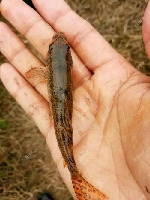 这种鱼叫爬地虎,又叫爬虎鱼,还叫……多个名称,据说此鱼营养价质特高