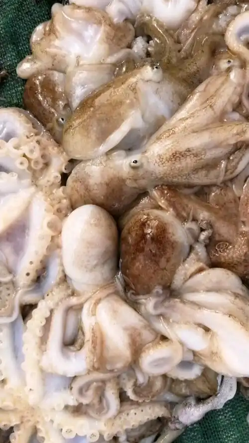 活八带鱼,大集上35元一斤.