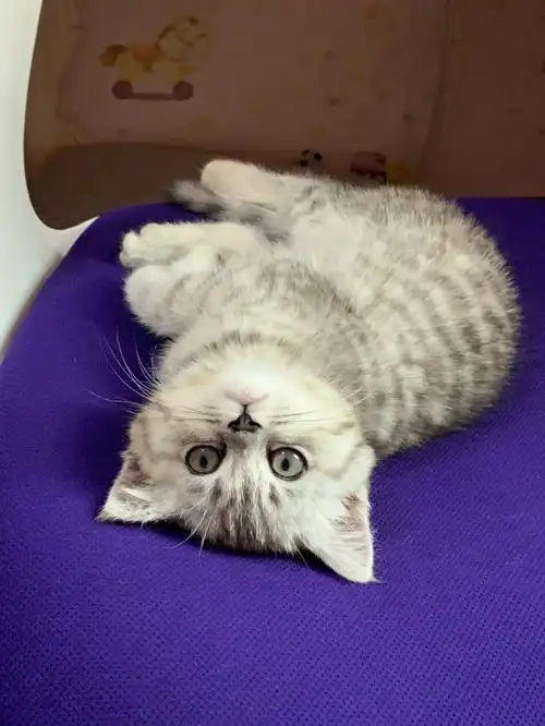 小呆宝又来营业了英短银虎斑