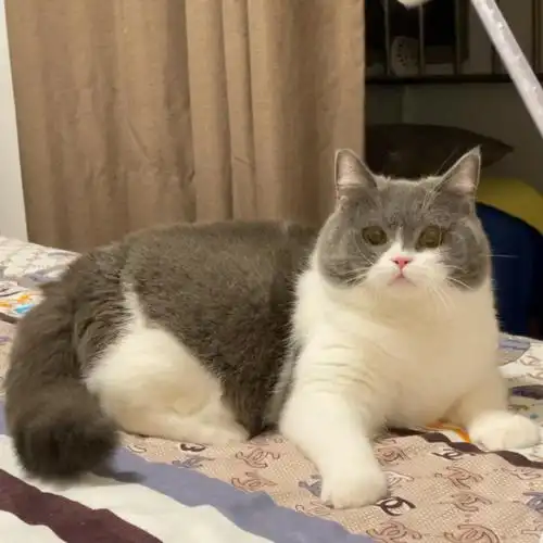 英短猫猫好可爱