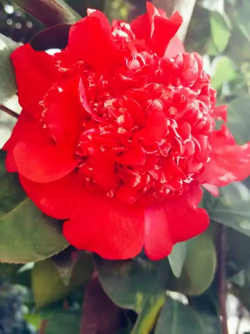 高田家园实拍名贵茶花收集