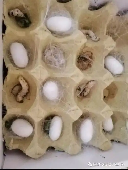 岳麓区迪爱宝贝幼儿园自然课程蚕宝宝成长记