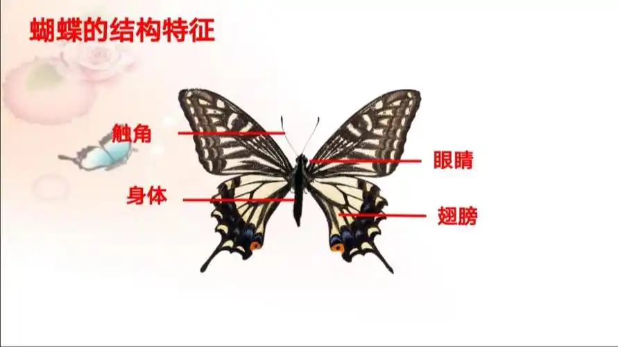 蝴蝶是由几部分组成的?