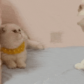 更新超好玩的猫猫狗狗表情包～小可爱们还没有关注公众号的可以关注下