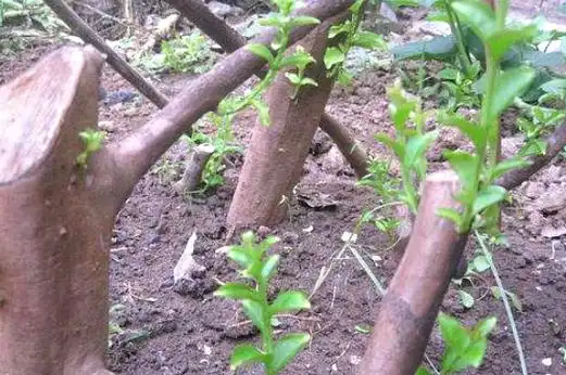 桂花树扦插不能用糖水生根