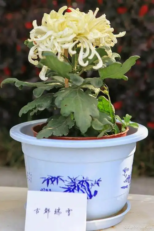 科学配土壤,让盆栽菊花长得更好!