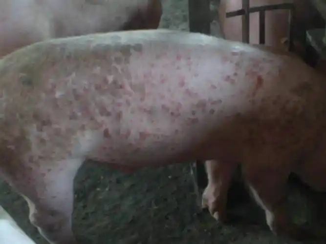 猪痘的症状及治疗方法,天气变暖养猪人要注意它!