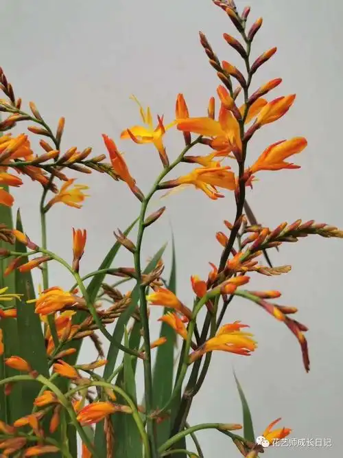 每日一花绚丽如火极尽灵动的火焰兰