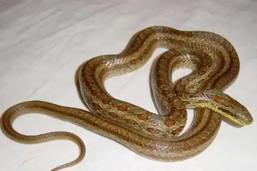 双斑锦蛇无毒蛇性格温顺不粗暴对待无危险