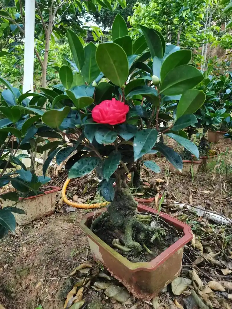 一百棵批发或者做电商老桩四季茶花盆景数量的看过来