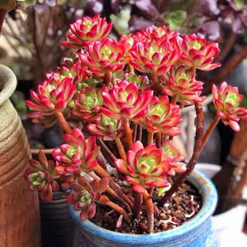 大老红稚莲老桩多肉植物群生特大阳台四季绿植多肉植物