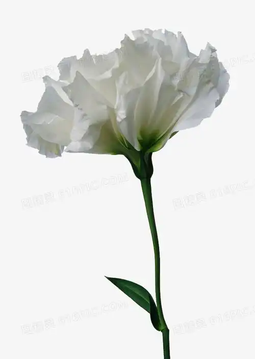 一朵白花图片免费下载_png素材_编号1m9ir94r9_图精灵