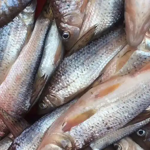 东北松花江鱼季花鱼淡水鱼花骨鱼新鲜活鱼鲫花鱼 5斤顺丰