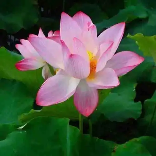 中老人微信头像图片大全集_头像图片_扣扣乐园