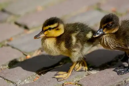 小鸭子游泳湖水边的小鸭子蹼鸟背景