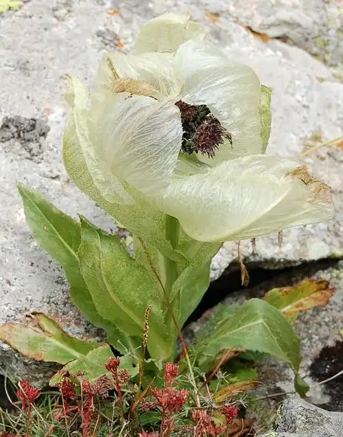 新疆特产天山雪莲花30克以上8年生野生雪莲滋补药材